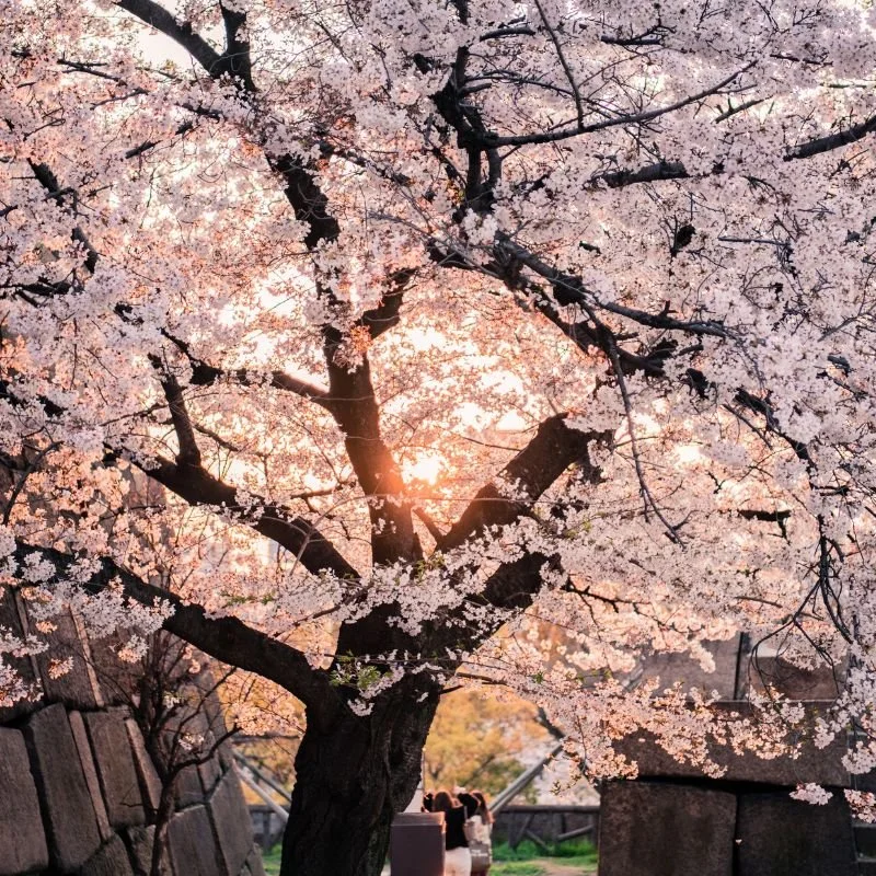 The 7 Best Places to See Cherry Blossoms in Long Island 2026